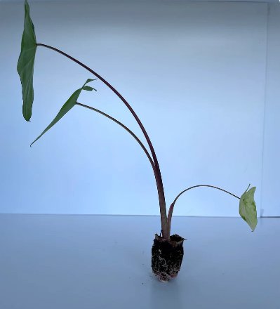 Elephant Ear Plant Colocasia Live Plant 2 White Lava For Garden