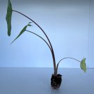 Elephant Ear Plant Colocasia Live Plant 2 White Lava For Garden