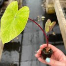 Live Plant 4 Elephant Ear Plant Colocasia White Lava For Garden