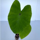 Plant Colocasia White Lava Live Plant 8 Elephant Ear For Garden