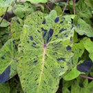Live Plant 1 Colocasia Esculenta "Mojito" Elephant Ear Starter Plant For Garden