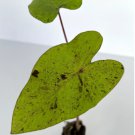 8 Colocasia Elephant Live Plant Esculenta Mojito Ear Starter Plant For Garden