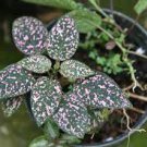 'Polka Dot Plant' Hypoestes White 4 Live Plant Starter Plant For Garden