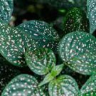 Live Plant 'Polka Dot Plant' Hypoestes White 16 Starter Plant For Garden