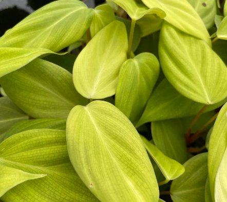 Philodendron Fuzzy Petiole Starter Plant 2 Live Plant For Garden