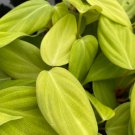 Philodendron Fuzzy Petiole Starter Plant 2 Live Plant For Garden