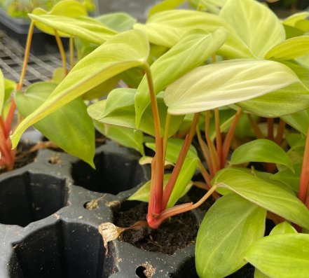 Starter Plant 4 Live Plant Philodendron Fuzzy Petiole For Garden