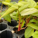 Starter Plant 4 Live Plant Philodendron Fuzzy Petiole For Garden