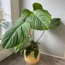 Philodendron Fuzzy Starter Plant 8 Live Plant Petiole For Garden