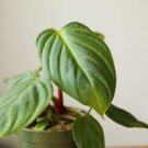 16 Philodendron Fuzzy Starter Plant Live Plant Petiole For Garden