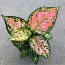 1 Live Plant Aglaonema Favonian Starter Plant For Garden