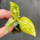 Starter Plant 4 Live Plant Aglaonema Favonian For Garden