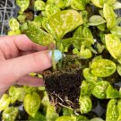 Aglaonema Favonian Starter Plant 8 Live Plant For Garden