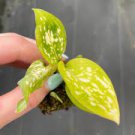 16 Aglaonema Favonian Starter Plant Live Plant For Garden