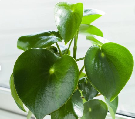 1 Peperomia Raindrop Starter Plant Live Plant For Garden