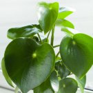 1 Peperomia Raindrop Starter Plant Live Plant For Garden