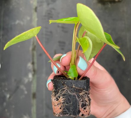 Raindrop Starter Plant 2 Peperomia Live Plant For Garden