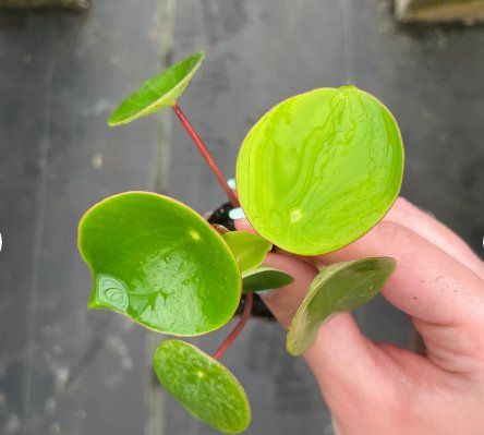 Starter Plant 4 Raindrop Peperomia Live Plant For Garden