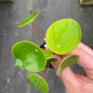 Starter Plant 4 Raindrop Peperomia Live Plant For Garden