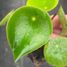 Peperomia Live Plant Starter Plant 8 Raindrop For Garden