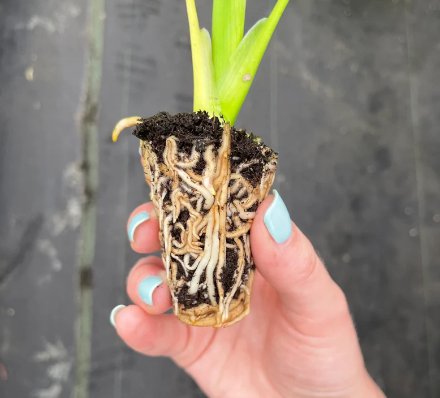 16 Peperomia Live Plant Starter Plant Raindrop For Garden