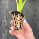 16 Peperomia Live Plant Starter Plant Raindrop For Garden