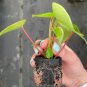 16 Peperomia Live Plant Starter Plant Raindrop For Garden