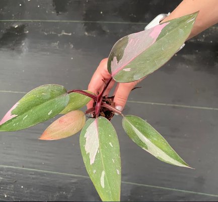 1 Live Plant Philodendron Pink Princess Starter Plant For Garden