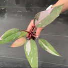 1 Live Plant Philodendron Pink Princess Starter Plant For Garden