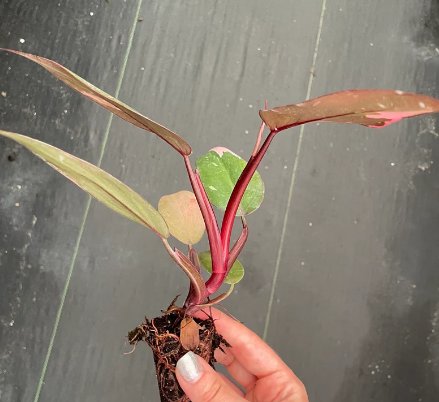 Philodendron Pink Princess Starter Plant 2 Live Plant For Garden