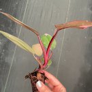 Philodendron Pink Princess Starter Plant 2 Live Plant For Garden