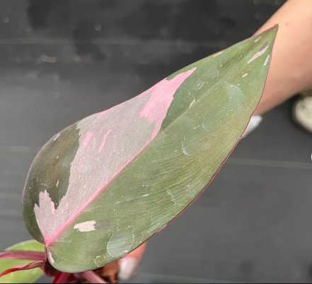Starter Plant 4 Philodendron Pink Princess Live Plant For Garden