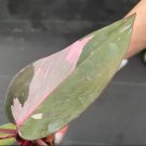 Starter Plant 4 Philodendron Pink Princess Live Plant For Garden