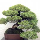 1 Starter Plant Bonsai Juniperus Procumbens Nana Live Plant For Garden