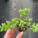 Live Plant 4 Bonsai Juniperus Procumbens Nana Starter Plant For Garden