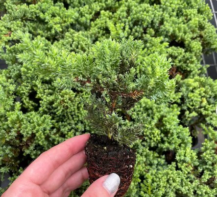Live Plant Juniperus Procumbens Nana 8 Bonsai Starter Plant For Garden