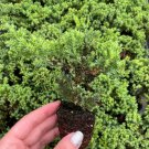Live Plant Juniperus Procumbens Nana 8 Bonsai Starter Plant For Garden