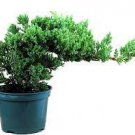 Procumbens Nana 8 Live Plant Juniperus Bonsai Starter Plant For Garden