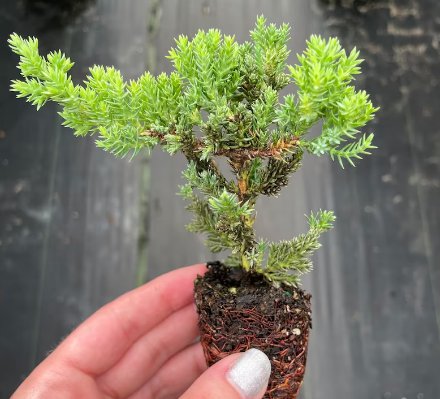16 Live Plant Procumbens Nana Juniperus Bonsai Starter Plant For Garden