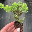16 Live Plant Procumbens Nana Juniperus Bonsai Starter Plant For Garden
