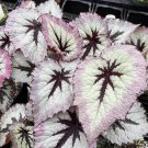 1 Live Plant Begonia 'Fire Woman' Starter Plant For Garden