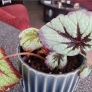 Begonia 'Fire Woman' Starter Plant 2 Live Plant For Garden