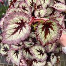 Starter Plant 4 Begonia 'Fire Woman' Live Plant For Garden