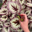 Live Plant 16 Starter Plant Begonia 'Fire Woman' For Garden