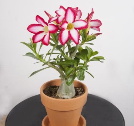 Live Plant 1 Desert Rose Picotee 'Adenium Obesum' Starter Plant For Garden
