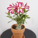 Live Plant 1 Desert Rose Picotee 'Adenium Obesum' Starter Plant For Garden