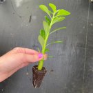 4 'Adenium Obesum' Desert Rose Picotee Live Plant Starter Plant For Garden