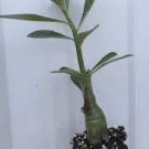 'Adenium Obesum' Starter Plant 8 Desert Rose Picotee Live Plant For Garden