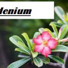Starter Plant 'Adenium Obesum' 16 Desert Rose Picotee Live Plant For Garden
