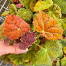 Starter Plant 2 Begonia 'Autumn Embers' Live Plant For Garden